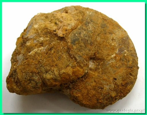 phylloceras heterophyllum b.jpg