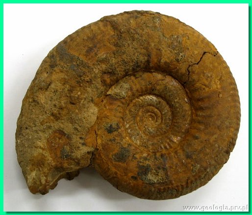 proplanulites arciruga.jpg