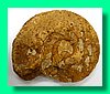 perisphinctes funatus b.jpg